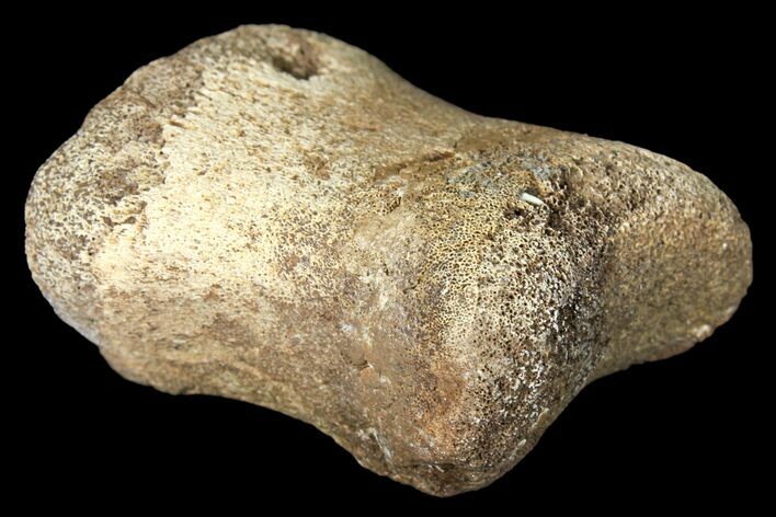 Fossil Hadrosaur Phalange - Alberta (Disposition #-) #134493